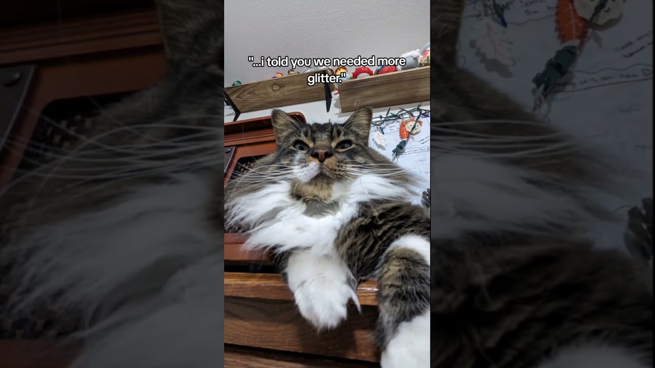 #cat videos, am i right? #shorts