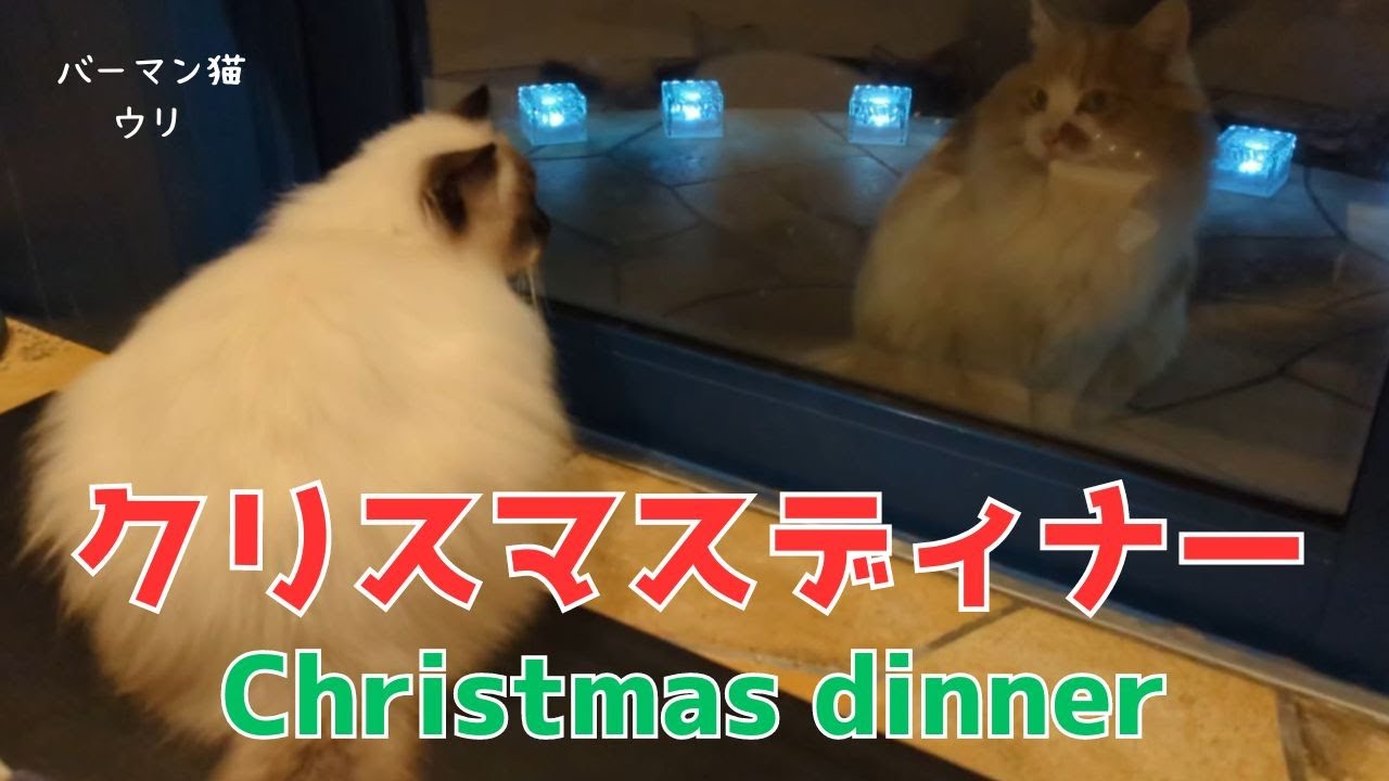 バーマン猫ウリとラフ【クリスマスディナー】Christmas dinner （バーマン猫）Birman/Cat