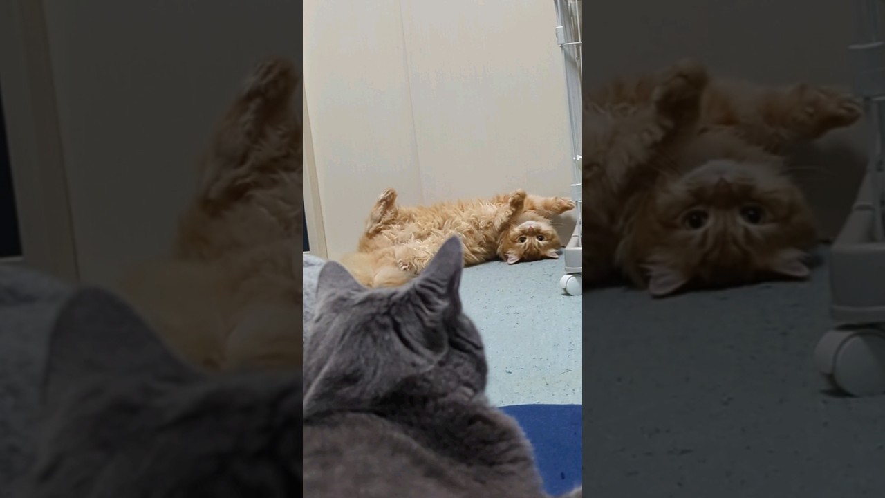 お断り😏 #pet #cat #ペット #可愛いcute #ねこ #サイベリアン#ロシアンブルー#日常