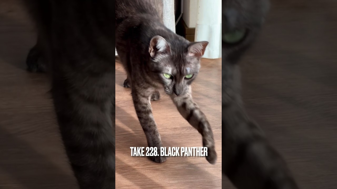 一瞬#黒豹 に見えたにゃ❗️#ブラックパンサー #野性猫 #エジプシャンマウ#egyptianmau #今日も元気でありがとう #shorts