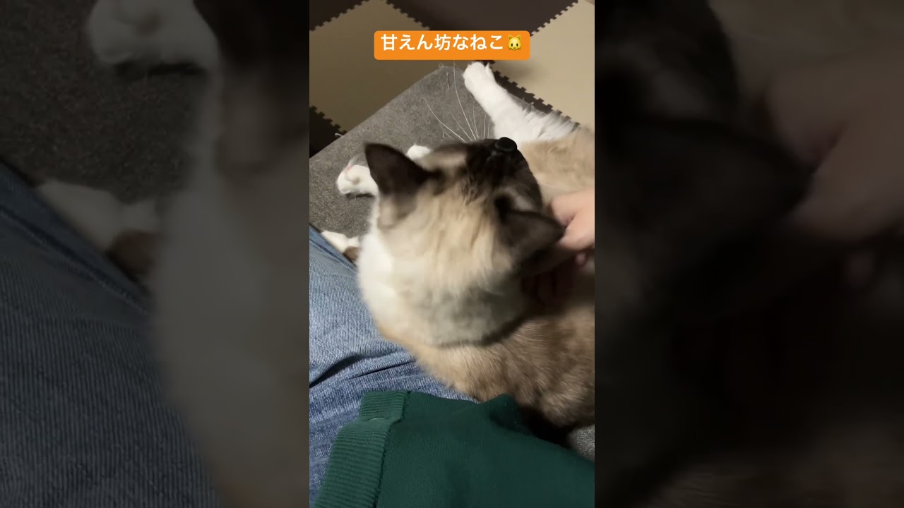 たぬきに似た甘えん坊なねこ #ragdoll #family #ラグドール #ねこのいる生活 #家族