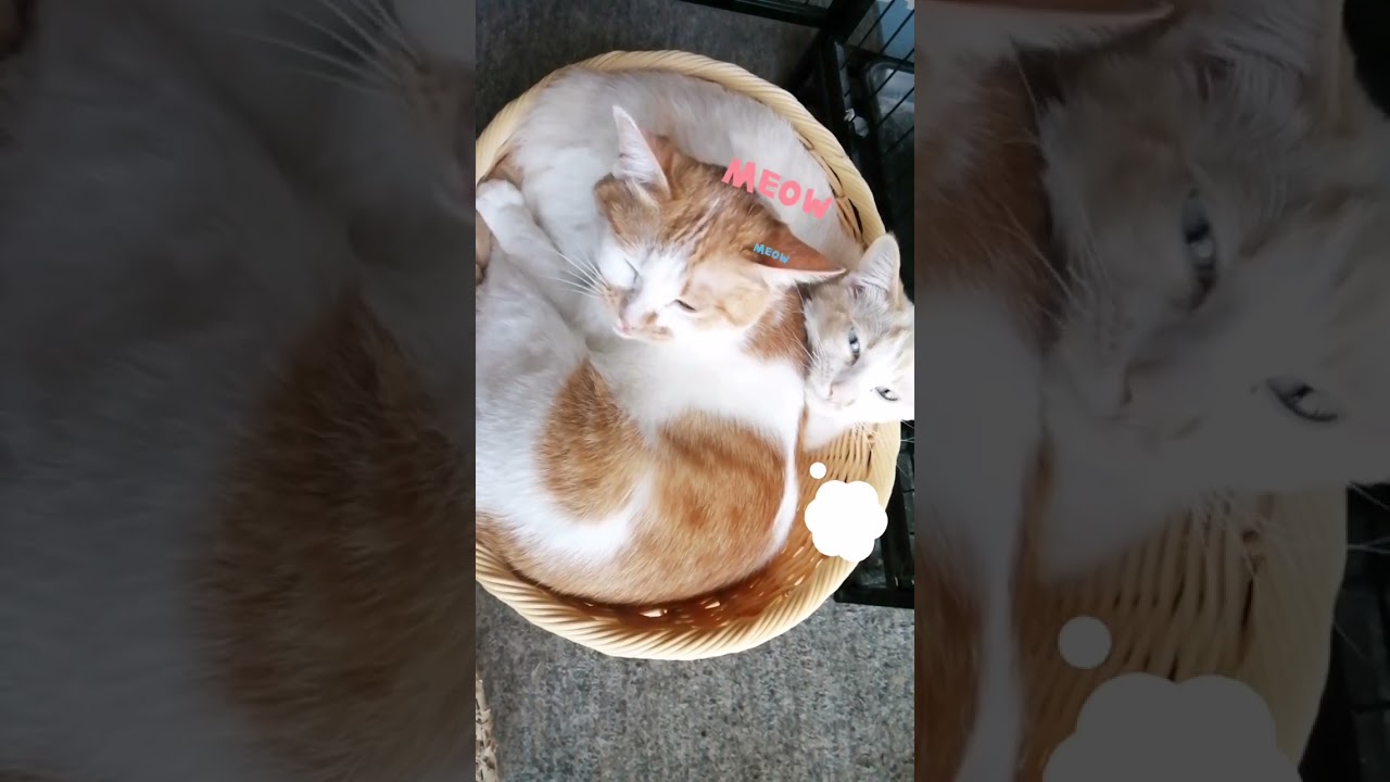 【ねこ動画】ぐっすり眠るきなこと子猫のゆきちゃん🐱 #shorts #ねこ動画 #子猫
