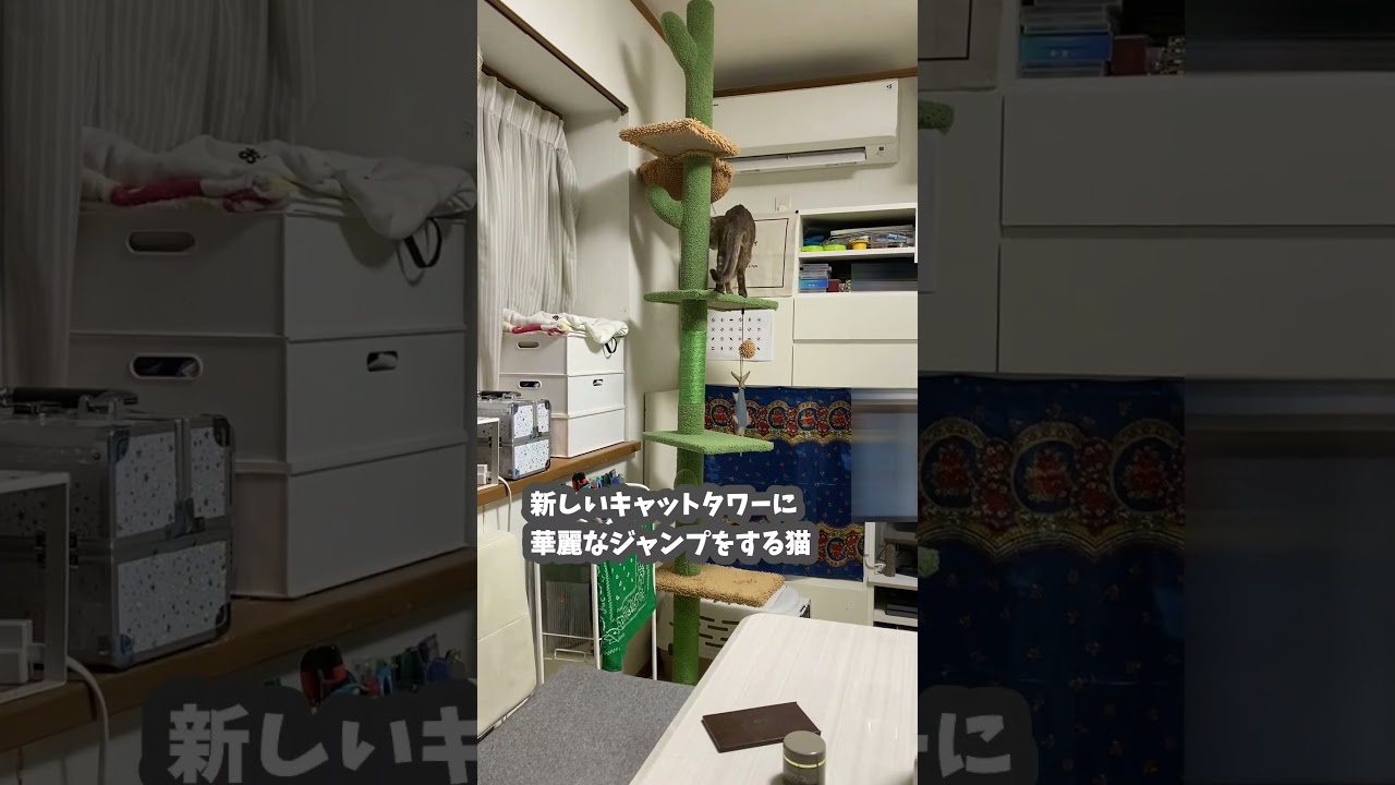 新しいキャットタワーに華麗なジャンプをする猫  #アビシニアン #cat #abyssinian