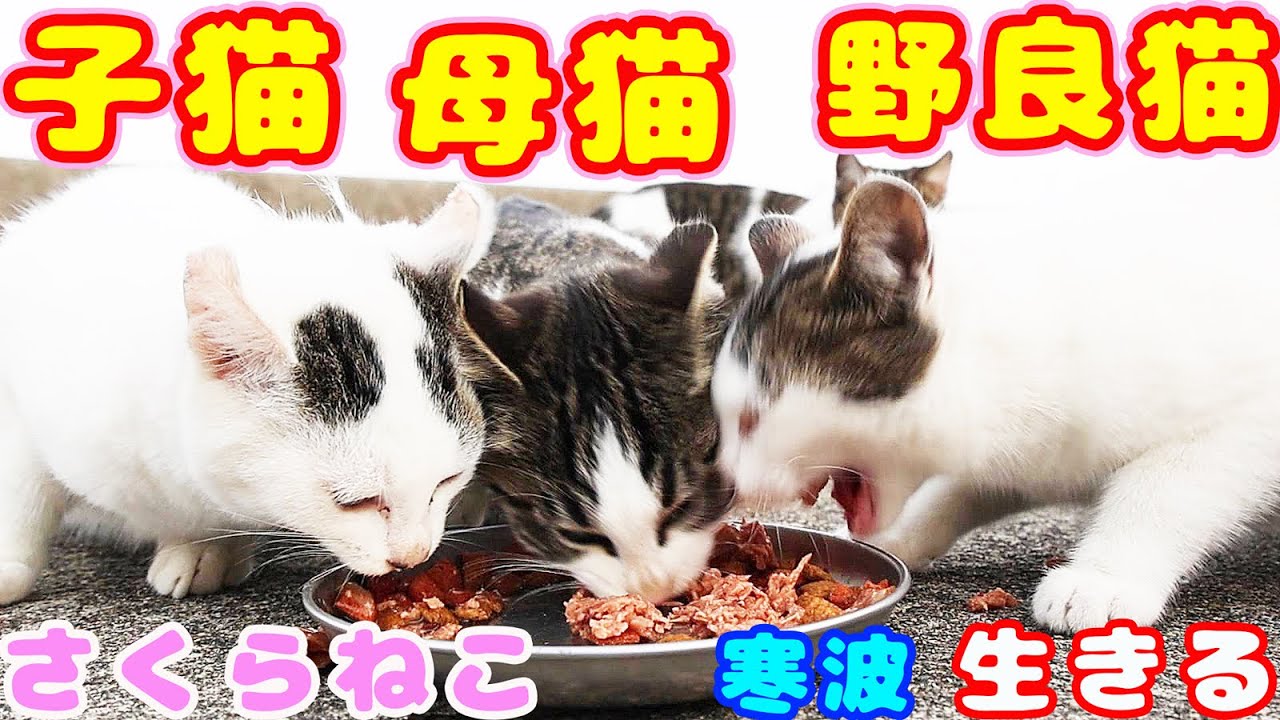 子猫 母猫 野良猫 さくらねこが死に物狂いでごはんを食べて必死に生きる