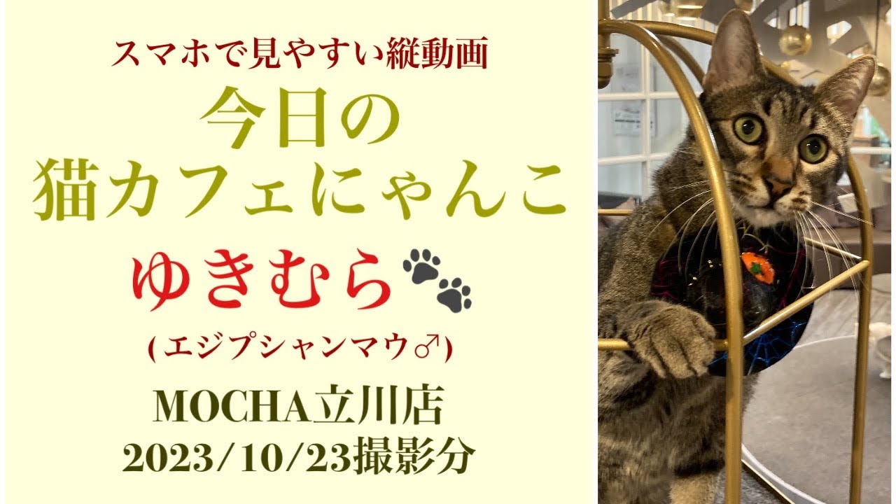 今日の猫カフェにゃんこ　🐱ゆきむら🐱　(エジプシャンマウ♂)　#猫カフェモカ立川店　2023/10/23撮影分　#cat　#豹柄猫