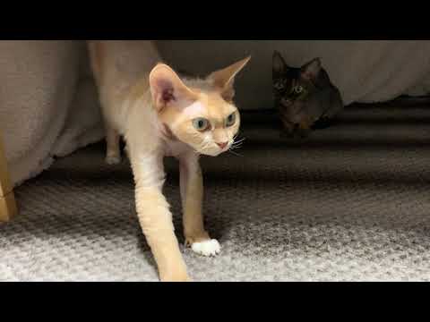 デボンレックス兄弟がこたつの中で夕飯を待っています(Devon Rex brothers waiting for their dinner in the kotatsu heater)