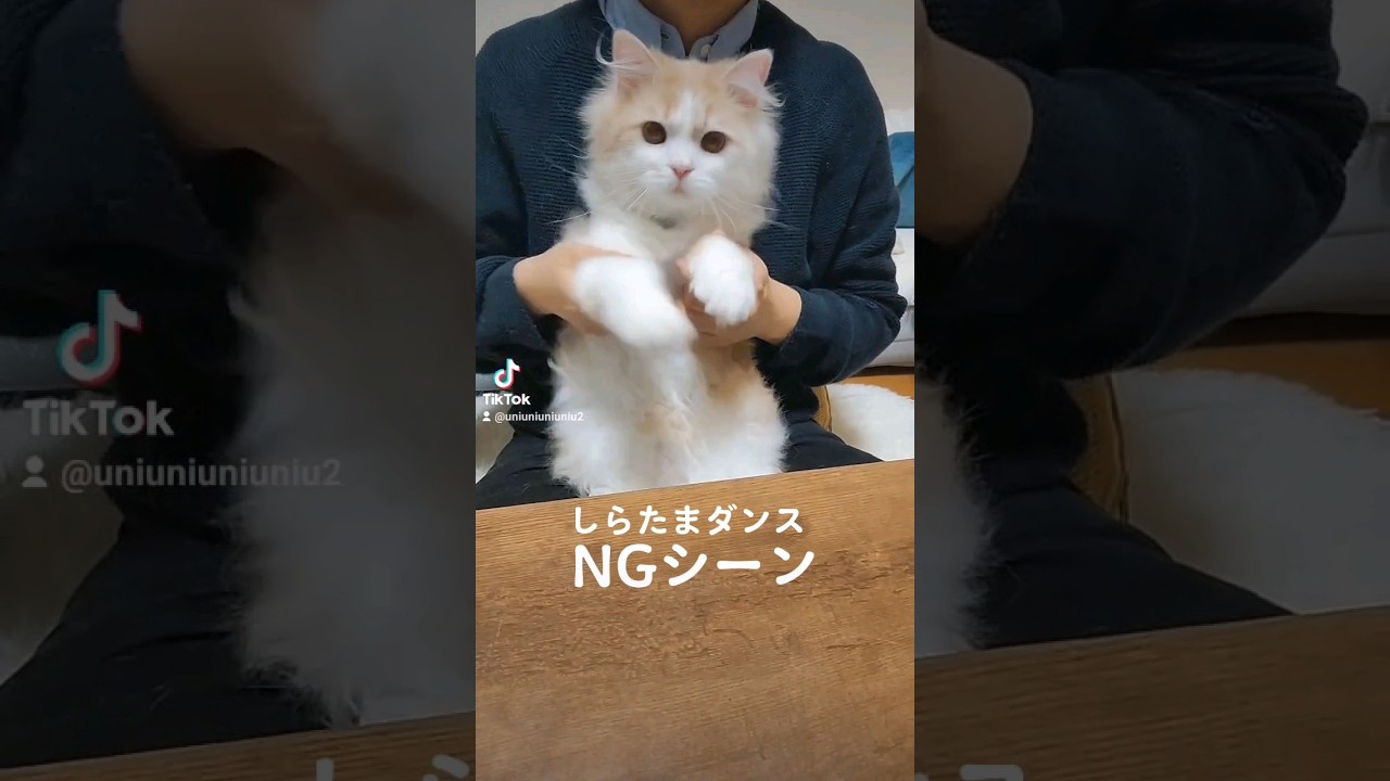 ずーっと見上げてくる子猫が可愛すぎた #ラガマフィン #猫動画 #cat #子猫 #shorts