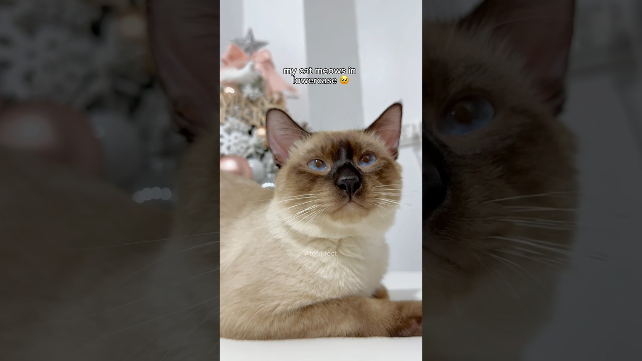 softest meows 🥹 cute cats | tofu the siamese cat #cute #cats #meows