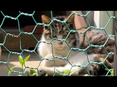 見た目が猛者（もさ）になって帰ってきた猫🐾No.120/Japanese cats look sharp
