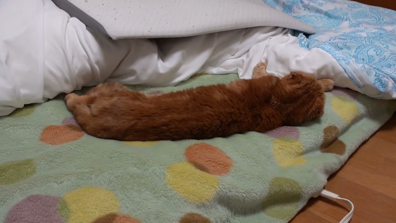 くつろぐ社長 Relaxing president #猫 #スコティッシュフォールド #猫動画 #cat #scottishfold #catvideos