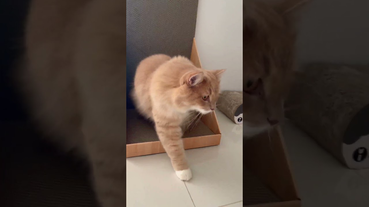 新しい爪研ぎ誰も使わない