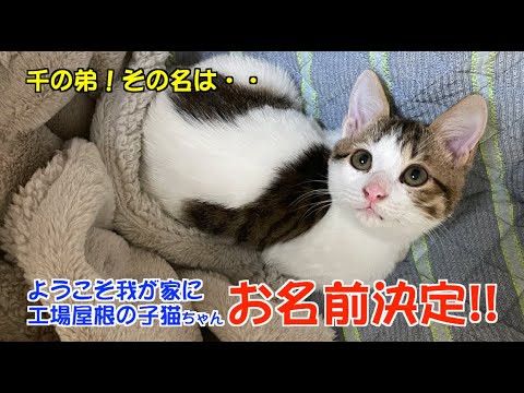 【保護猫】工場の屋根にいた子猫ちゃん お名前決定!!