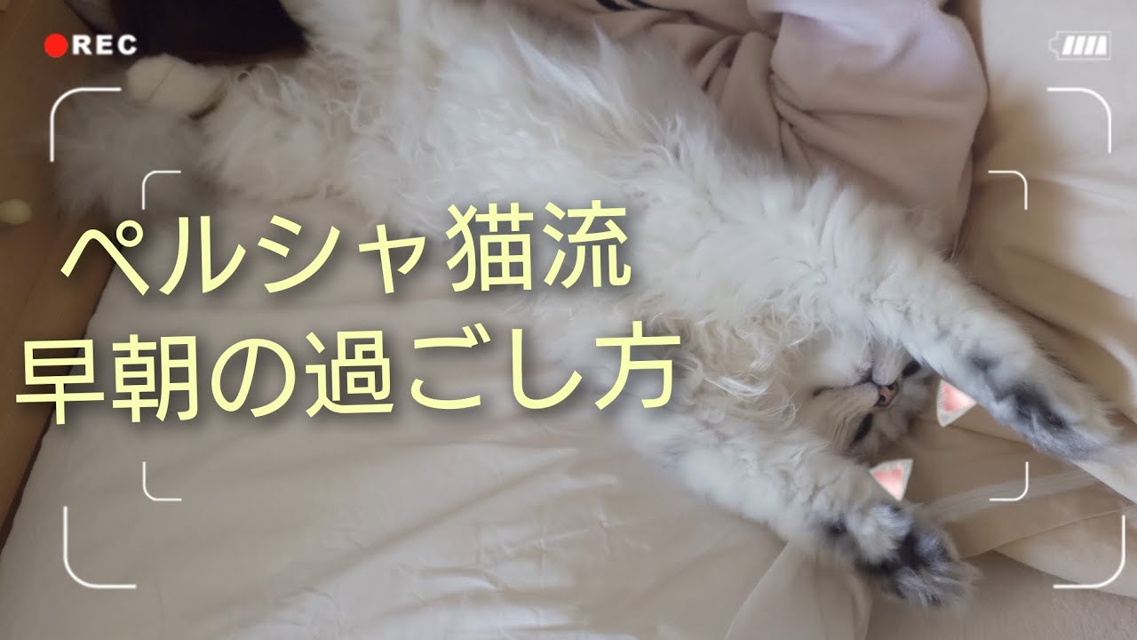 ペルシャ猫が説く、今朝の秋の流儀　#persiancat
