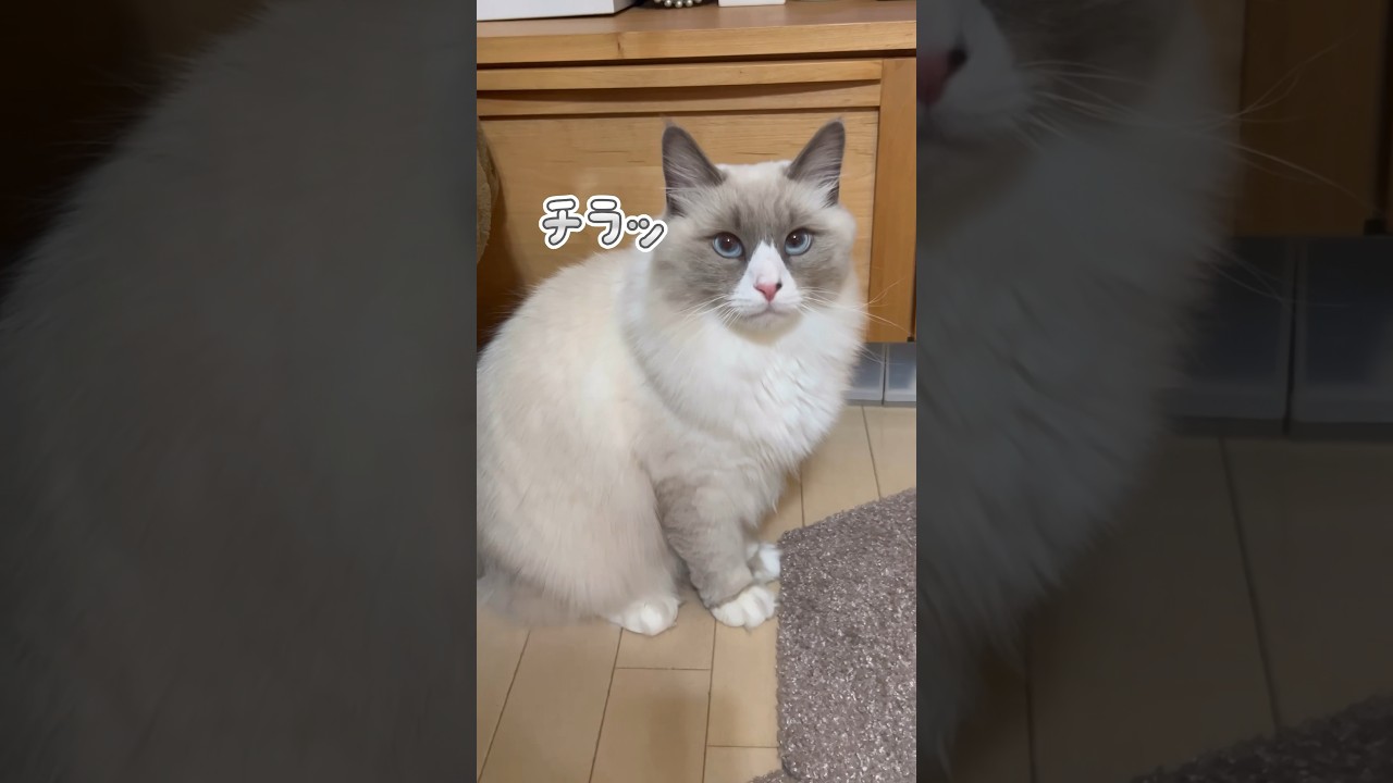 全力甘え中のまな猫 #shorts #猫 #サイベリアン #cat #まな猫