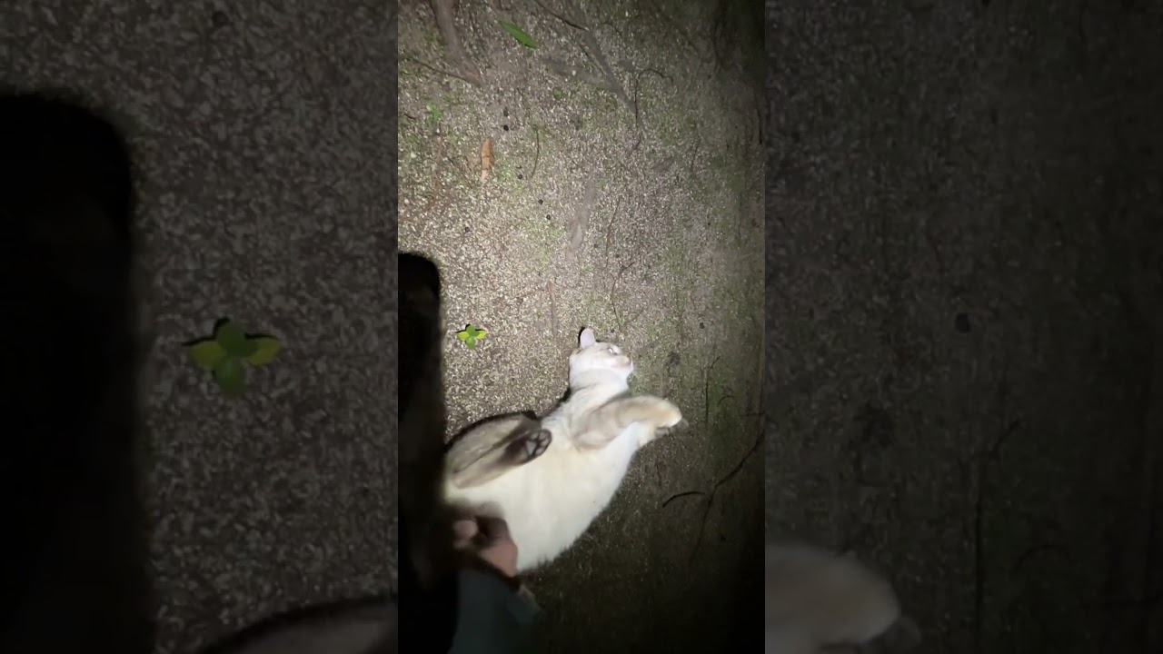 公園、Sグループシャムコとコシャム　IMG 9959