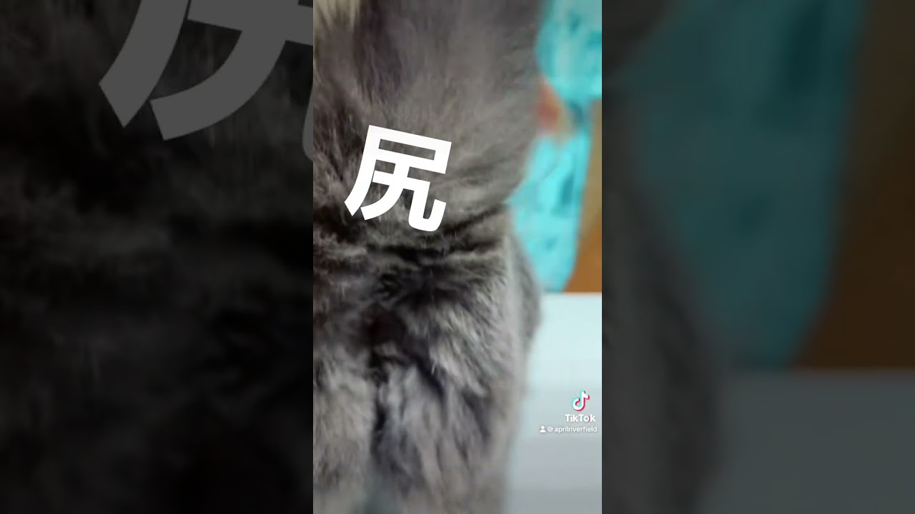 飽きっぽい猫と遊ぶ    #シャルトリュー #japan #kawaii #猫のいる暮らし #猫 #pets #cat #シャルトリュー #chartreux #かわいい