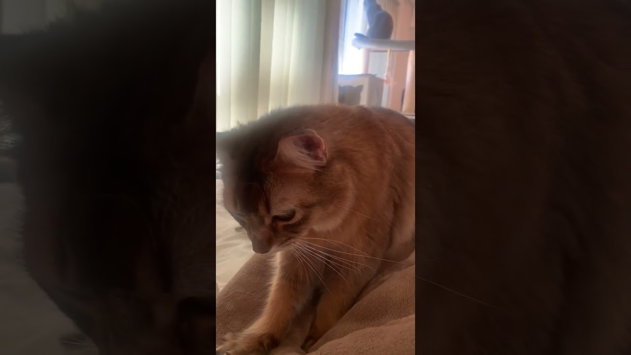 ふみふみするロイと外を眺めるセナ #ロシアンブルー #ソマリ #猫の多頭飼い