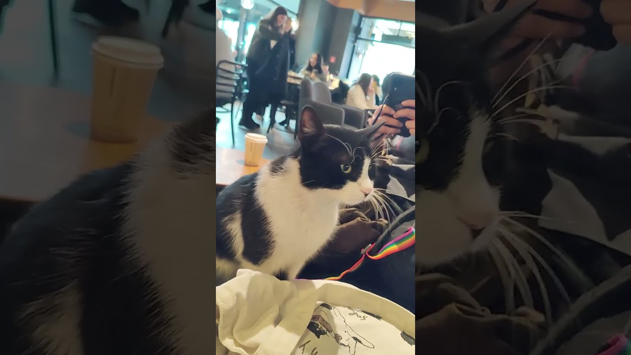 猫の都イスタンブールのスタバってこんな感じ