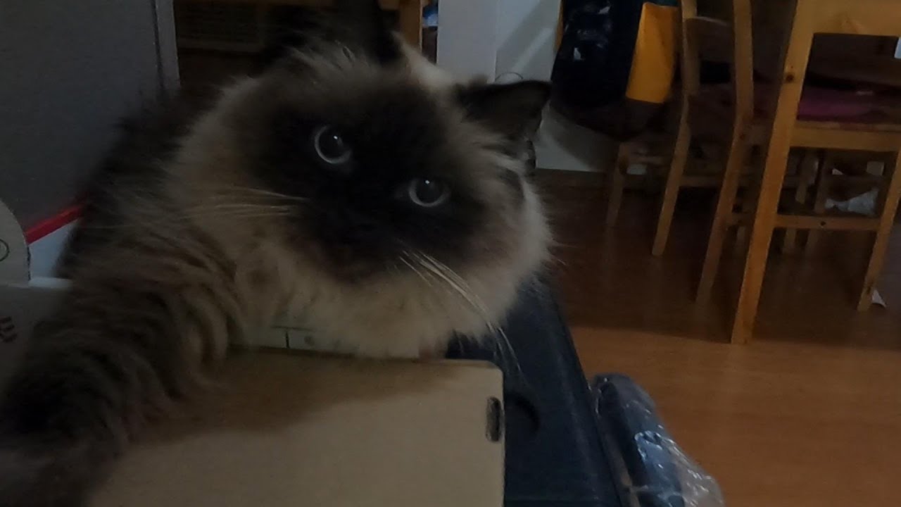 【猫】【ヒマラヤン】オヤツの時間をしっかり把握している先住猫とオヤツより眠気が勝ってしまう子猫#猫　#cat