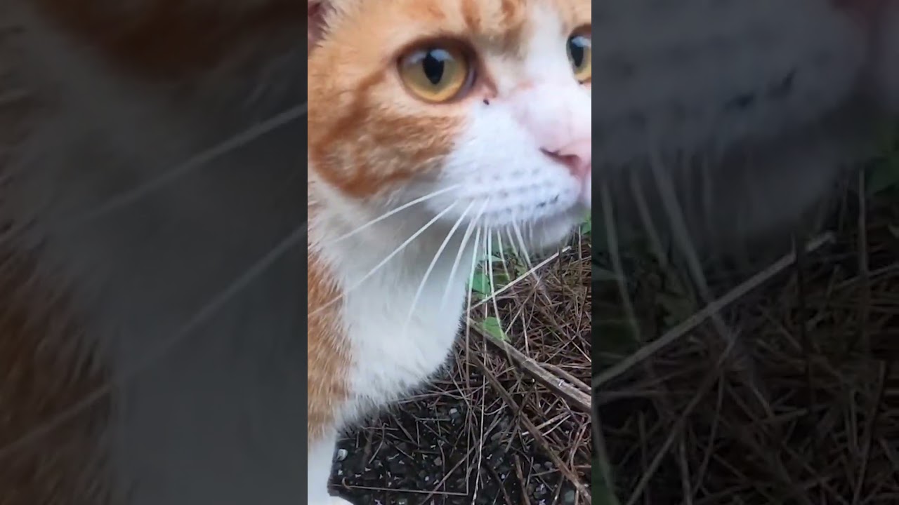 地域猫　人懐こい茶白猫のみくるにごはんをあげました。I fed Mikuru, a friendly brown cat, some food.　Vol.743