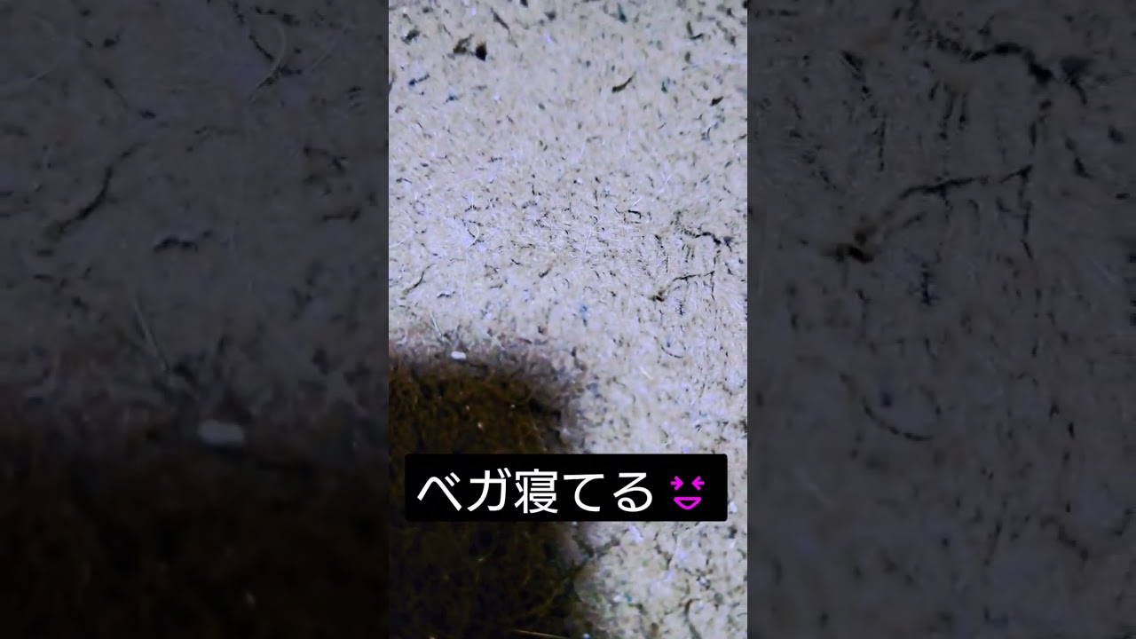 ベンガル猫😄　 #ベンガル #かわいい猫 #猫 #猫動画 #ねこのいる生活 #仲良し #cat #これなに #これなに猫 #これなに猫