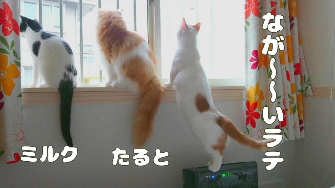 仲良し３にゃん【元野良猫】【ミルク】【ラガマフィン】【マンチカン】【ragamuffin】【munchkin】【mix】