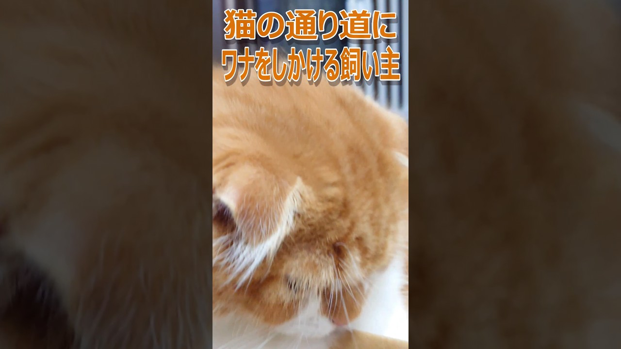 猫の通り道にワナをしかける飼い主#shorts #猫 #cat