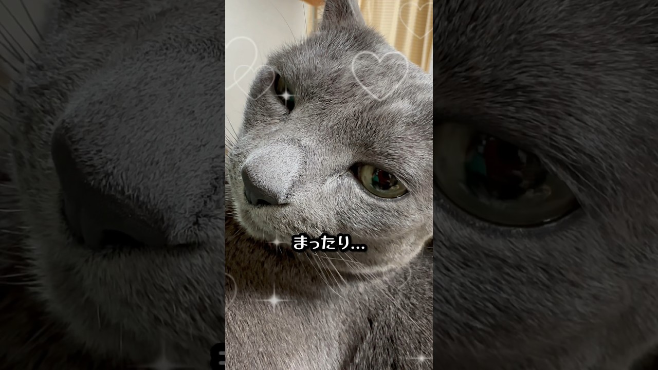 【ロシアンブルー】めろん、お膝の上でまったり⁇🫢【猫】#shorts