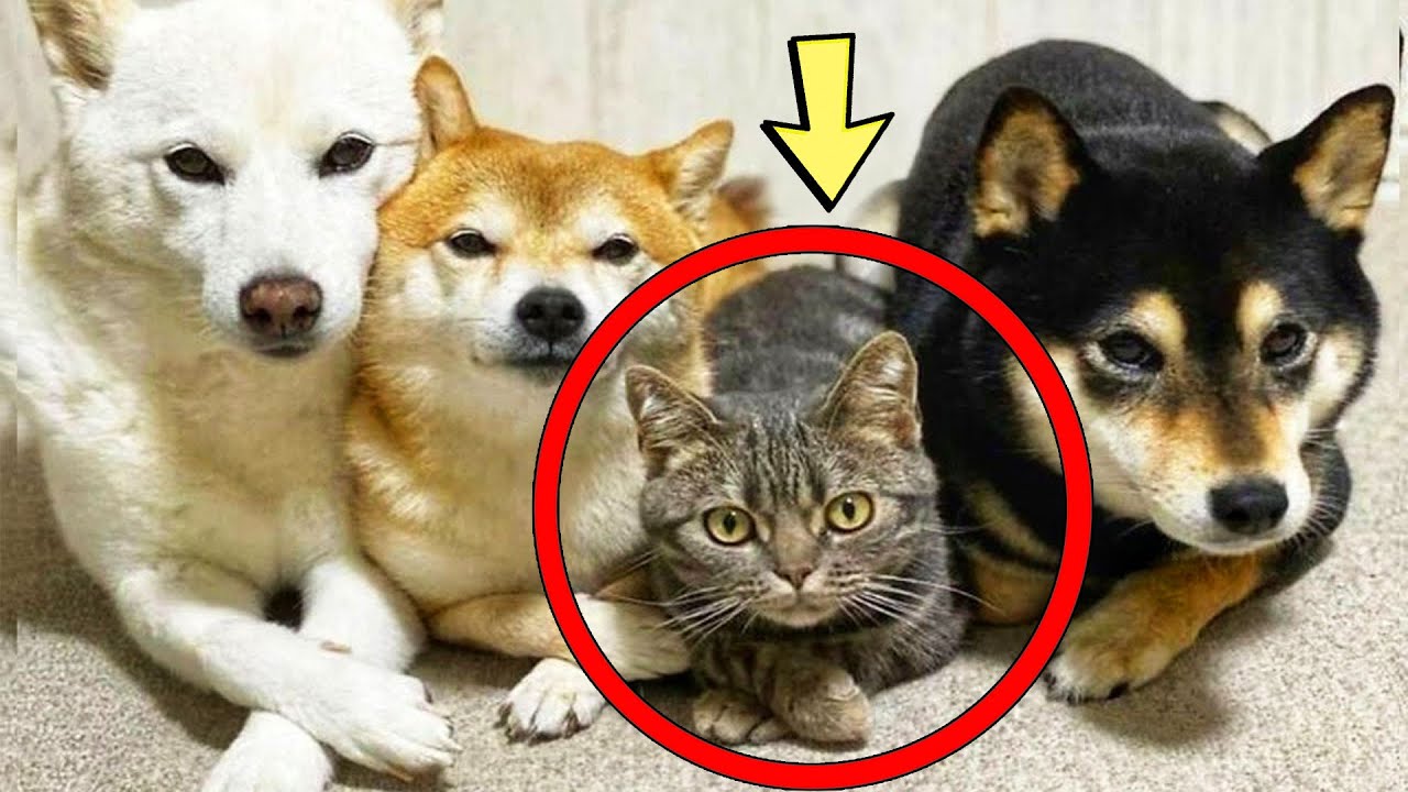 その猫は3匹の犬に育てられた。今、彼は自分を犬だと思っている。