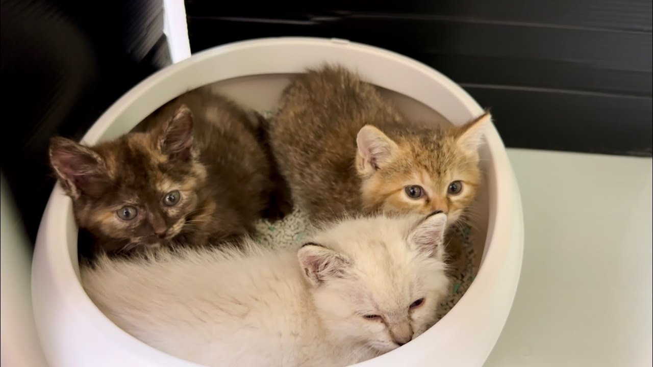 初めてのお家が怖くてトイレに固まる子猫達。【保護猫】