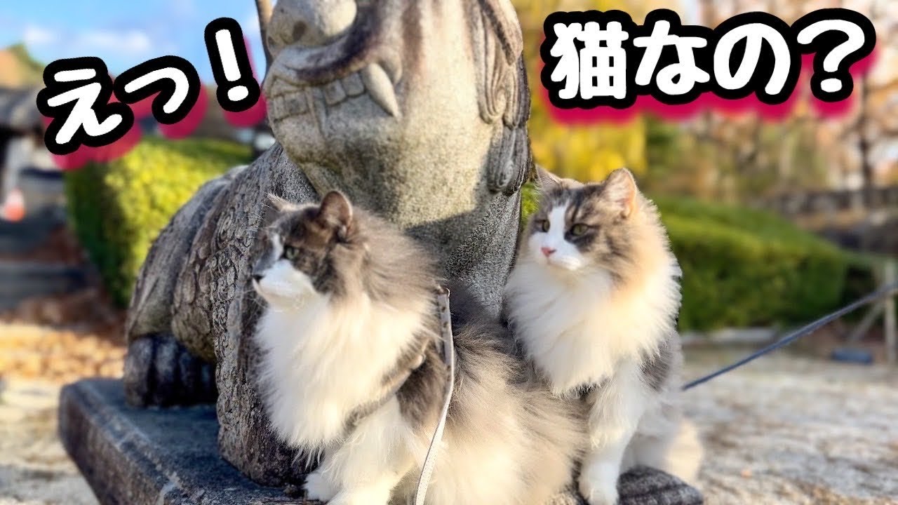 【大きな猫ノルウェージャン】公園で完全に犬と間違えられました💦