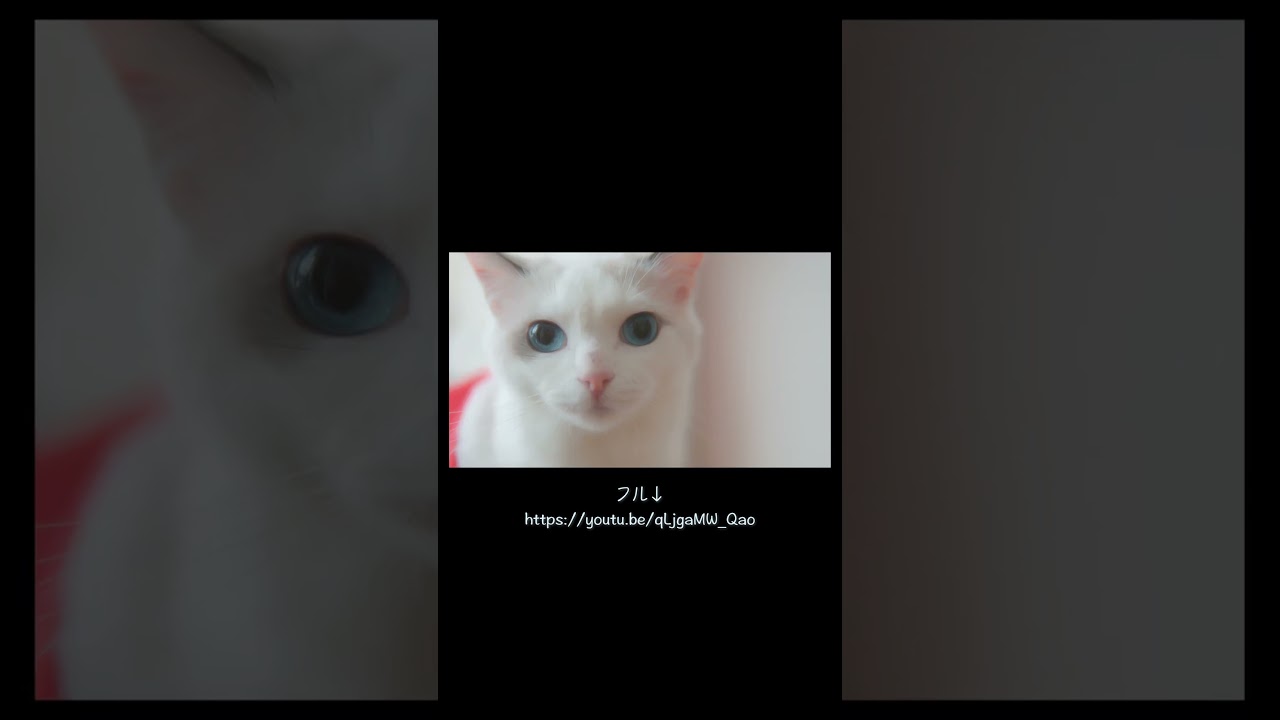🎄　#猫 #ラグドール #ragdollcat