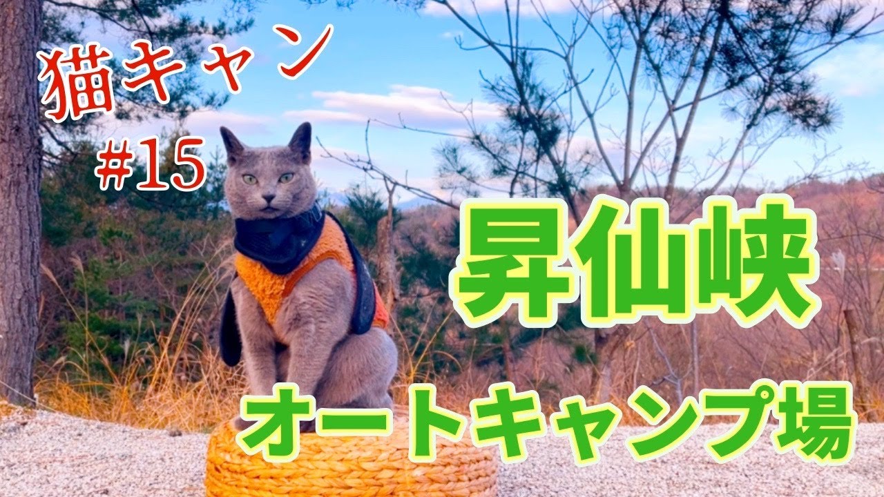 【 猫キャン 】今年最後のキャンプ！！最近ムチムチでハーネス付けれませんw