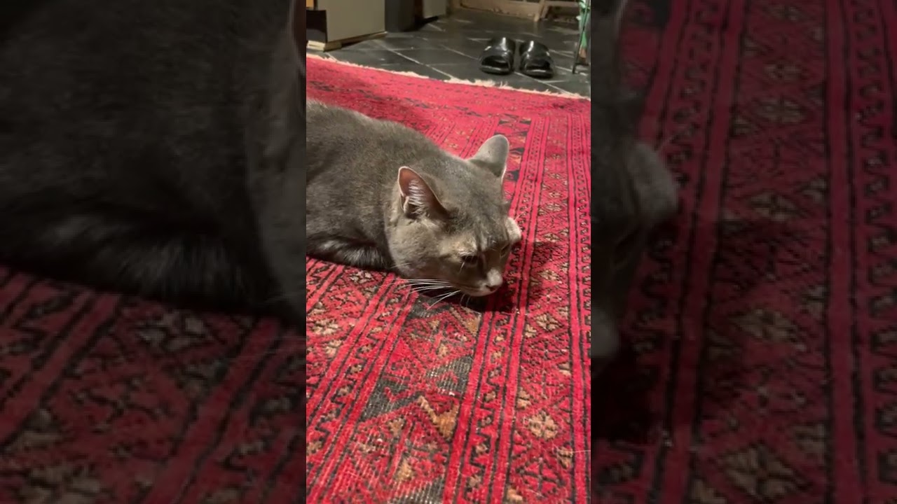 #風の猫　椅子に足をかけてゴロゴロ言って撫でられる猫…　#shorts