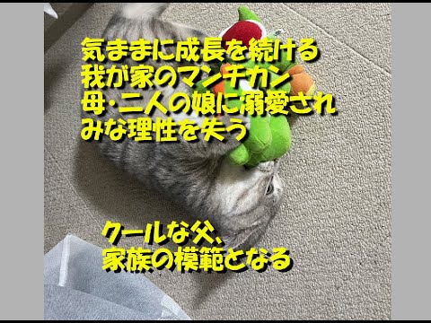 No.6 マンチカン「ビワ」　気ままに成長 　父次のステージに移る