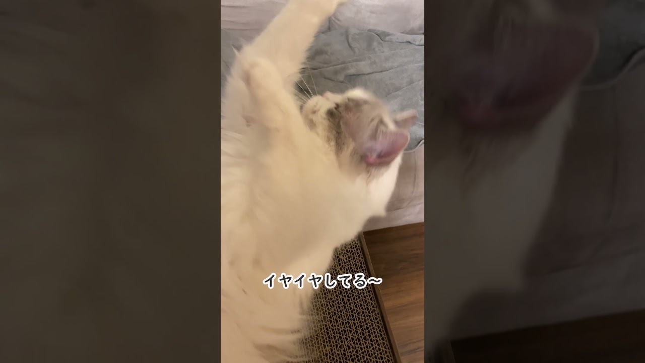 かんむりつけるの嫌だ～😤嫌がり方が可愛い猫ちゃん💕 #ラグドール #cat#catbehavior#shorts