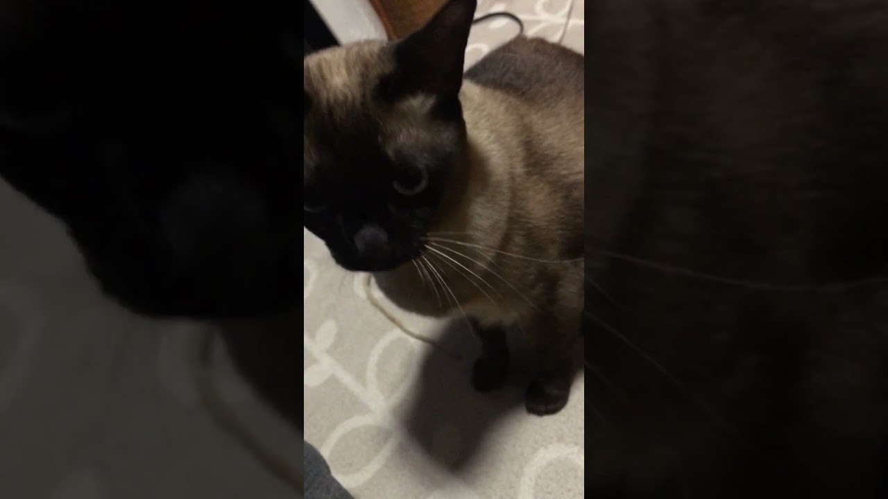何かを訴えてきたシャム猫