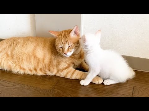 先住猫が好きすぎて怒られる子猫