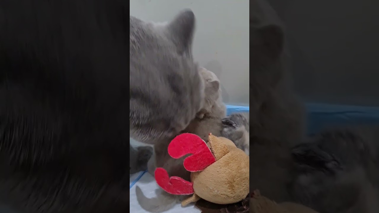 Merry Christmas 21 Days Old Kittens