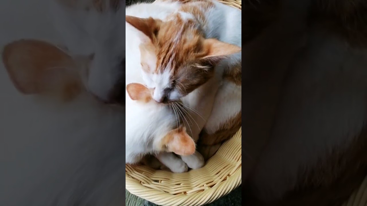 【ねこ動画】ねこ親子で仲良くグルーミング🐱 #shorts #猫 #子猫