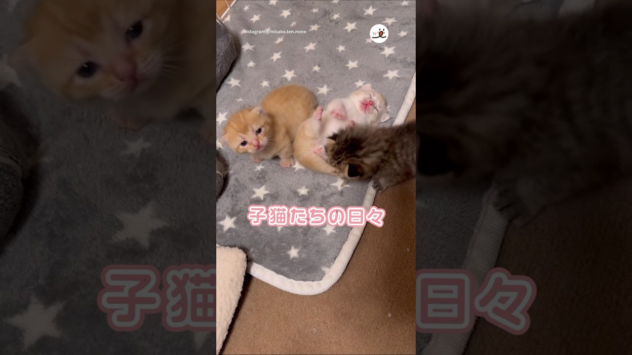 生後18日です❤️｜PECO #子猫 #マンチカン #子猫の鳴き声 #子猫のいる生活 #愛猫家 #kitten #munchkin #kittenmeowing #kittenlife