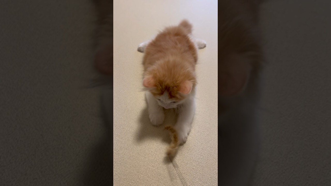 手を伸ばすと足も伸びる #cat #ラガマフィン #ragamuffin #猫