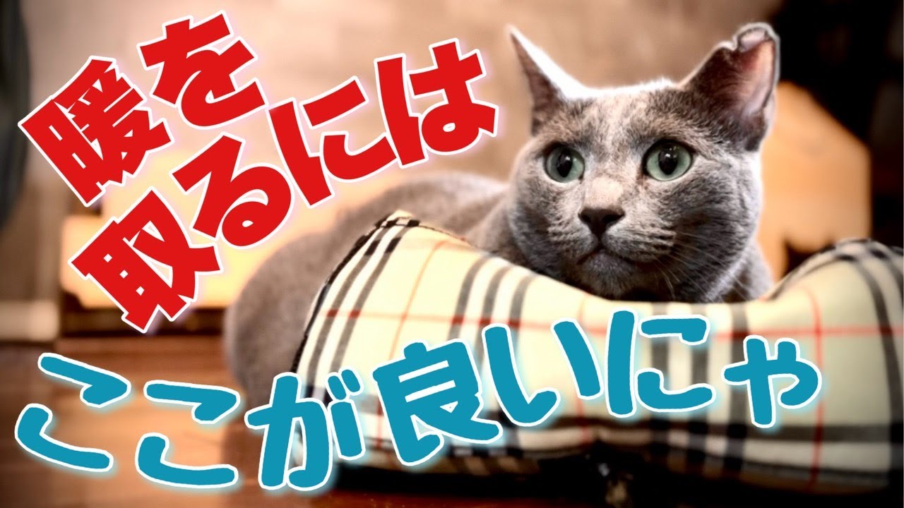 ロシアンブルー | 猫は飼い主の腹上がお好き？ [Russian Blue cat Kotetsu] Do cats like being on their owners' bellies?