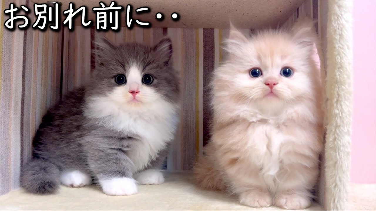 【マンチカンの子猫】子猫達とお別れ前に写真撮りたい・・・けどね！な件 ∼猫のいる生活Vol.859~ 出産動画 マンチカン短足・ミヌエット・ペルシャ猫専門ブリーダー『ペット蔵人』【子猫の成長記録】