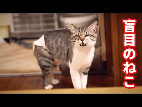 追いかけっこが諦めきらない目の見えないねこ