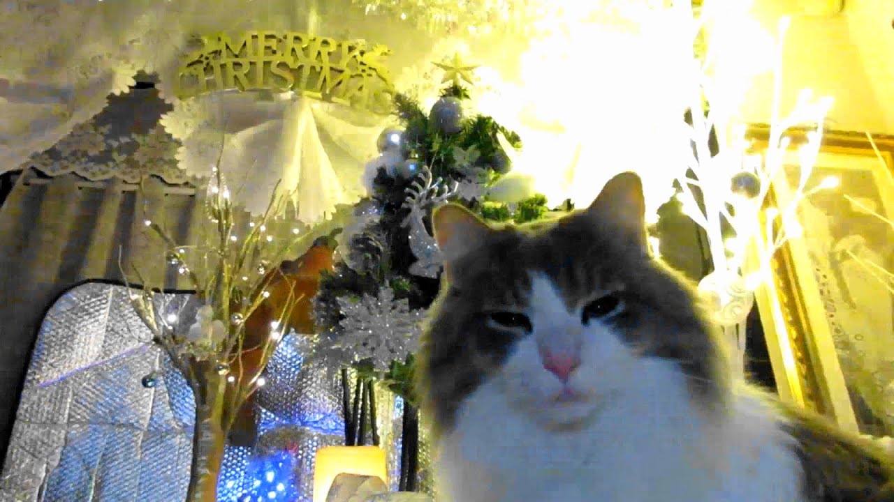 目指せモモ20歳～2023Xmas🎄M～Merry Christmas🎄⭐🎅😸😍✨🎶