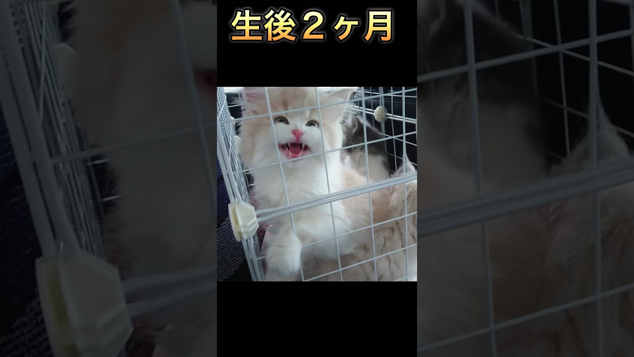 三つ子のお迎え初日の車の中　もふもふサイベリアンの子猫　#shorts