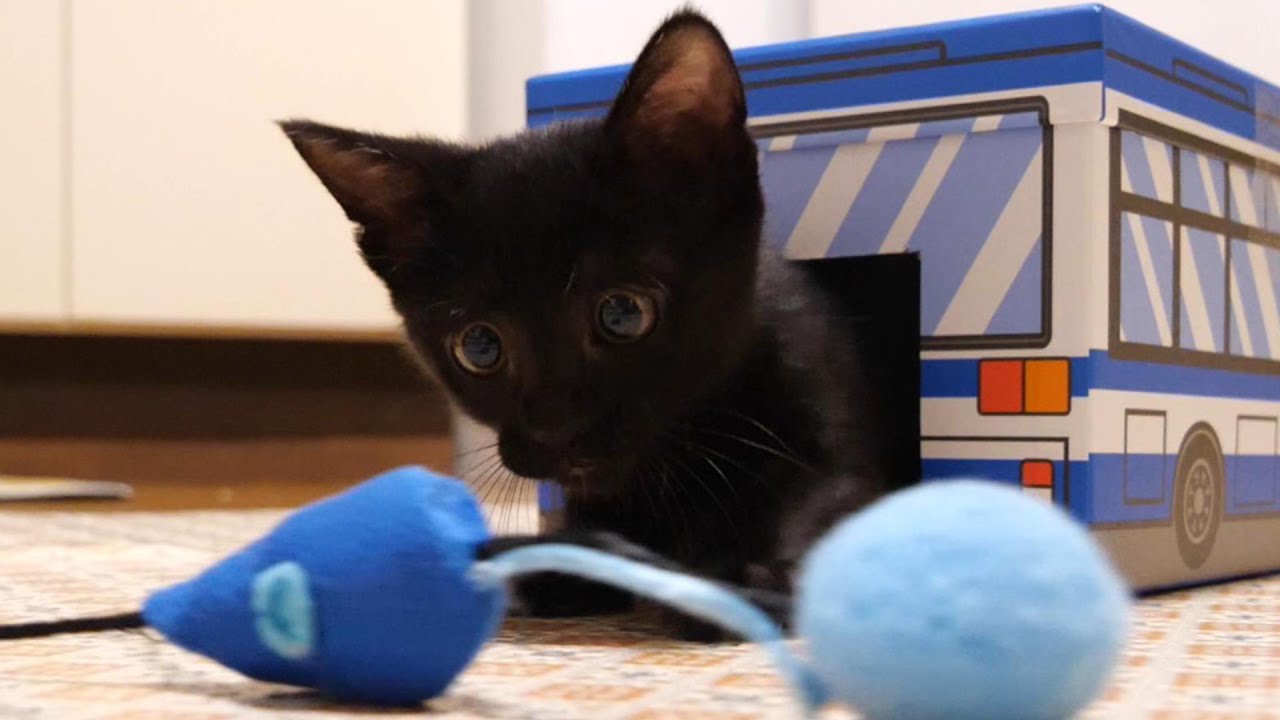 バスに隠れて獲物を狙う子猫がママの膝の上に乗ると急に甘えん坊になる【赤ちゃん猫　保護猫】