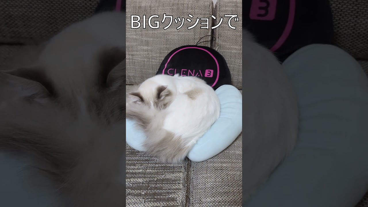 CLENA3のBiGクッションでくつろぐ子猫 #ragdoll #kitty #cat #CLENA3#ラグドール #ねこ#天使の寝顔 #クレーンゲーム #UFOキャッチャー