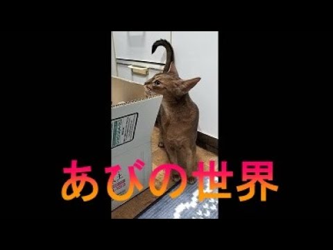 ネコ動画あび＃2672　あびの毎日　アビシニアン　あび